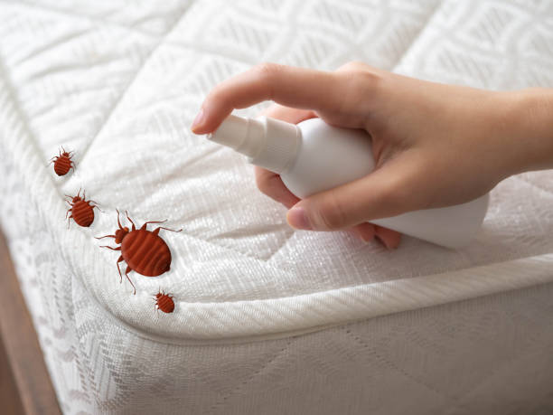 Best Cockroach Control Services  in Somerville, TX