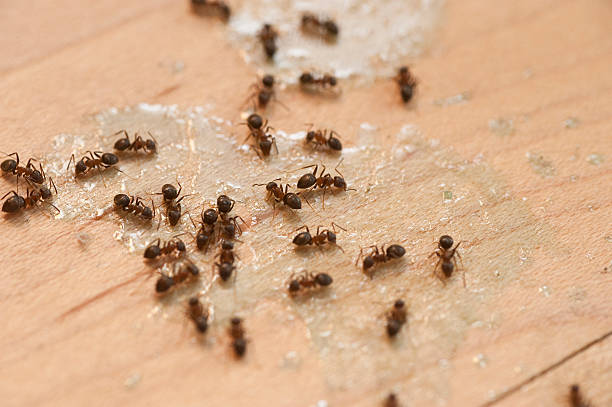 Somerville, TX Pest Control Company