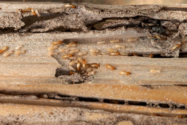 Best Bed Bug Extermination  in Somerville, TX